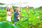 以“莲”为媒,探索农旅融合的共富新路径-锐度写作